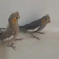 جوجه عروس هلندی