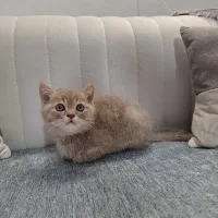 گربه بریتیش دوماهه