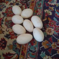تخم غاز محلی نطفه داره تازه