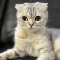 گربه اسکاتیش ماده