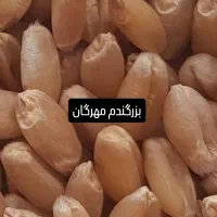 گندم مهرگان بوجاری شده قیمت عمده