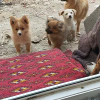 سگ پامرین|سگ|بیستون, |دیوار