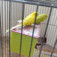 مرغ عشق|پرنده|سراب, |دیوار