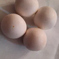 الماس اسیاب|کلکسیون اشیاء عتیقه|شریفآباد, |دیوار