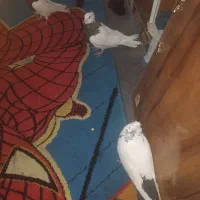 باسلام سه عدد کبوتر خوب ۲طوقی ۱دمبی