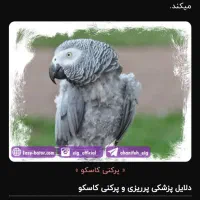 فروش کاسکو|پرنده|تهران, دهم فروردین|دیوار