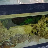 آکواریوم|ماهی|رشت, انصاری|دیوار