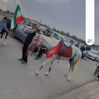 اسب ی سر عرب