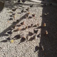 مرغ خروس جوجه مرغ|حیوانات مزرعه|یاسوج, |دیوار