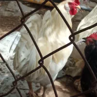 یک خروس پاکر ریشی اصل محلی شهرستان کنگان