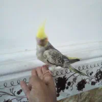 عروس‌هلندی