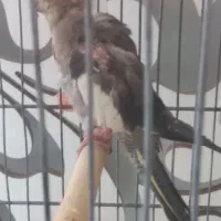 عروس هلندی همه باهم ۱میلیون|پرنده|تهران, افسریه شمالی|دیوار