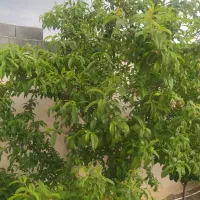 فروش خانه ویلایی|فروش خانه و ویلا|بومهن, |دیوار