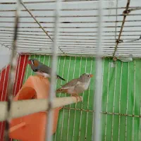 ۵ عدد فنچ با تمام لوازم|پرنده|مشهد, آیت الله کاشانی|دیوار