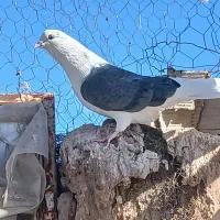 کبوتر پرشی.|پرنده|مبارکه, |دیوار