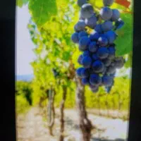 مو بر باغ انگور