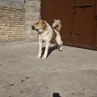 سگ قدرجونی|سگ|بیستون, |دیوار