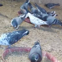 کبوتر صحرایی|پرنده|گلپایگان, |دیوار