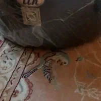 قابلمه تفلون بزرگ