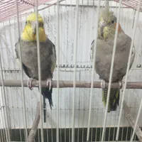 عروس هلندی