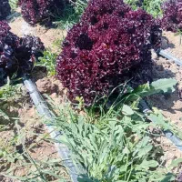 کاهو فرانسوی عمده