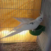 عروس هلندی البینو|پرنده|شیروان (خراسان), |دیوار