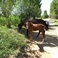 فروش مادیان خیلی نجیب آرام|اسب و تجهیزات اسب‌سواری|گلپایگان, |دیوار