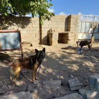 یک سگ هاسکی و یه ژرمن