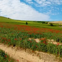 تورگردشگری