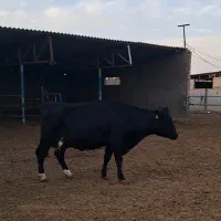 گاوشیری با گوساله نر
