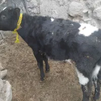 ۵عدد گوساله نربه صورت نقدی میباشد|حیوانات مزرعه|سرعین, |دیوار