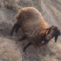 بره نر|حیوانات مزرعه|اصفهان, اصفهانک|دیوار