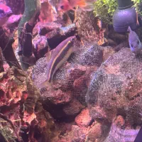 ماهی|ماهی|اهواز, زیتون کارمندی|دیوار