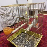 جفت عروس هلندی با قفس و لونه همه چی باهم