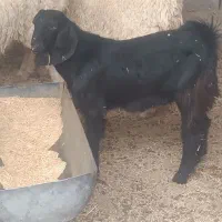 دو کهره مری نر