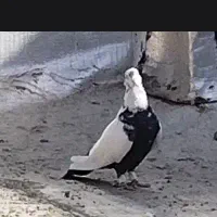 جفت دمبی رنگی عروسک