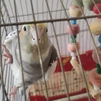 ابلغ نر
