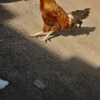 خروس قرمز|حیوانات مزرعه|زهک, |دیوار