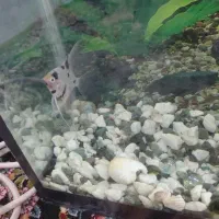 ماهی انجل کوی