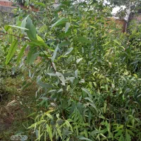 نهال اوکالیپتوس بااصلاح ریشه نایلیکس|گل و گیاه طبیعی|مزرعه کتول, |دیوار