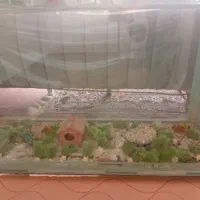 آکواریوم|ماهی|مبارکه, |دیوار