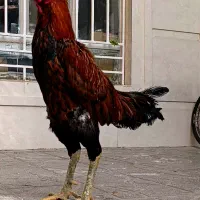 خروس لاری مرغ لاری|حیوانات مزرعه|تربت جام, اسماعیل آباد|دیوار