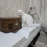 گربه اسکاتیش نر