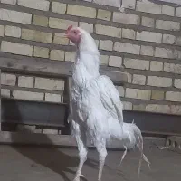 خروس لاری
