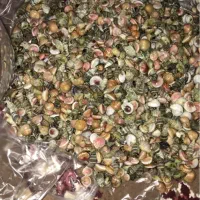 صدف دریای جنوب|صنایع دستی و سایر لوازم تزئینی|تهران, قاسم‌آباد|دیوار