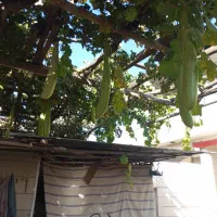 کدونی قلیانی|گل و گیاه طبیعی|تربتحیدریه, دیزقند|دیوار