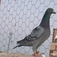 پلاکی کرمونی