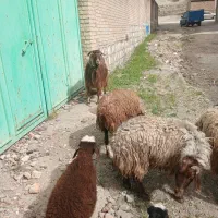 بز ومیش