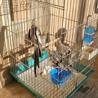 عروس هلندی|پرنده|محمدشهر, محمدشهر|دیوار