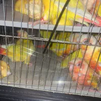 نظافتچی برای سالن پرنده